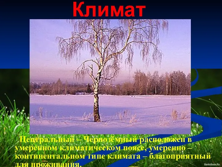 Климат Центральный – Чернозёмный расположен в умеренном климатическом поясе, умеренно – континентальном