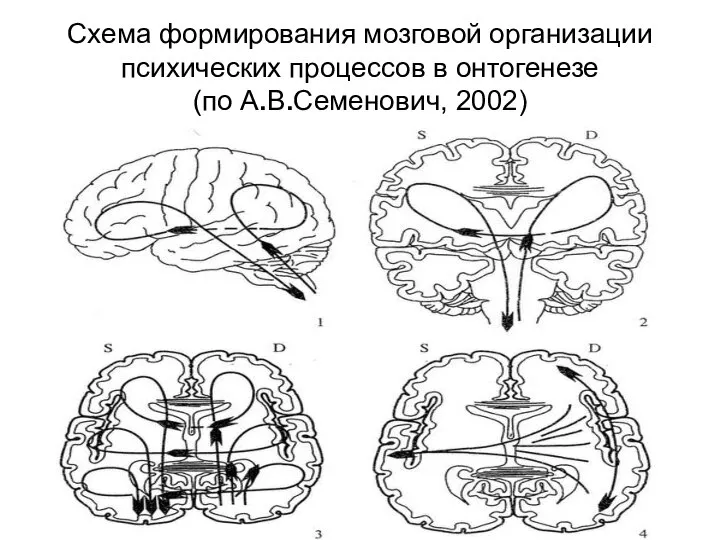 Схема формирования мозговой организации психических процессов в онтогенезе (по А.В.Семенович, 2002)