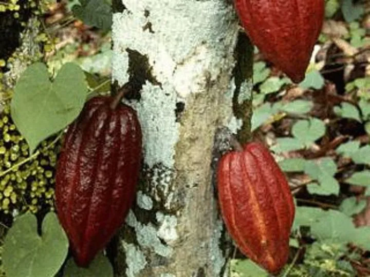 Плоды какао Лианы