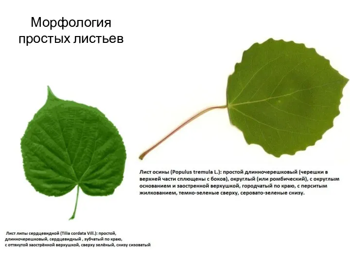 Морфология простых листьев