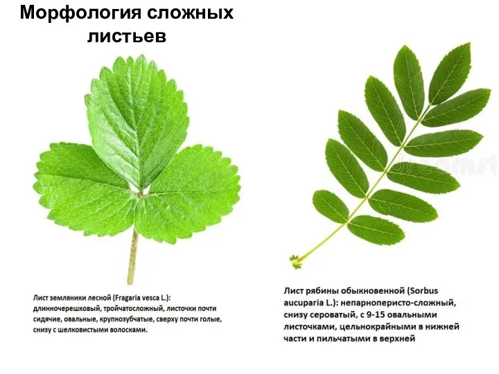 Морфология сложных листьев