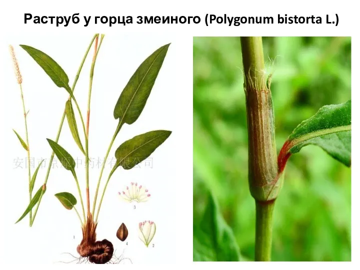 Раструб у горца змеиного (Polygonum bistorta L.)