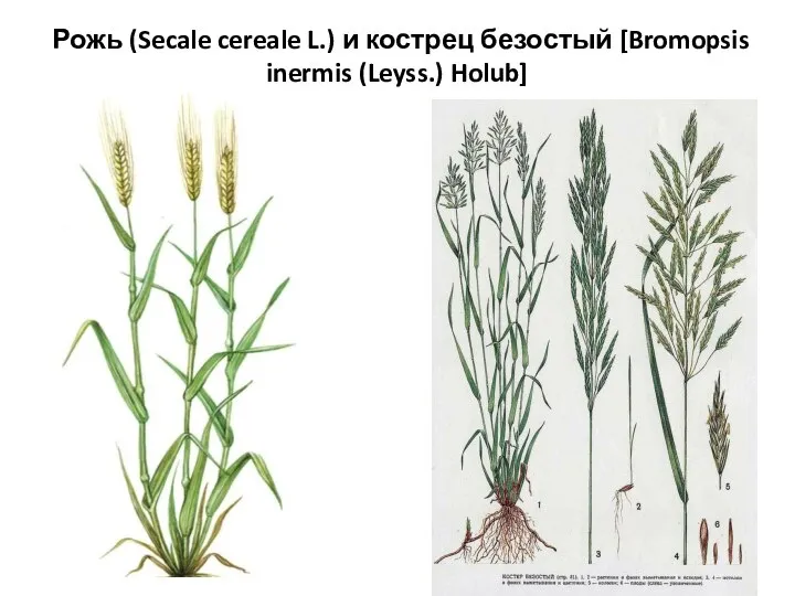 Рожь (Secale cereale L.) и кострец безостый [Bromopsis inermis (Leyss.) Holub]