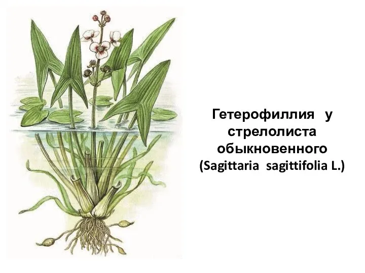 Гетерофиллия у стрелолиста обыкновенного (Sagittaria sagittifolia L.)