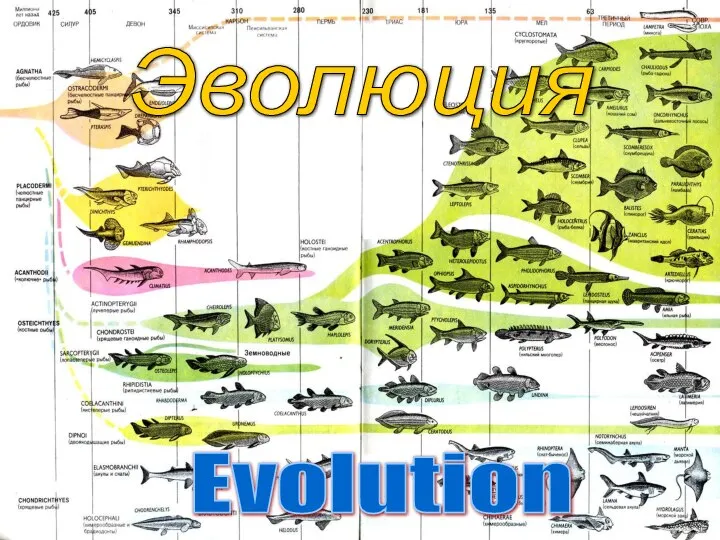 Эволюция Evolution