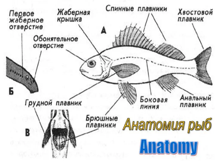 Анатомия рыб Anatomy