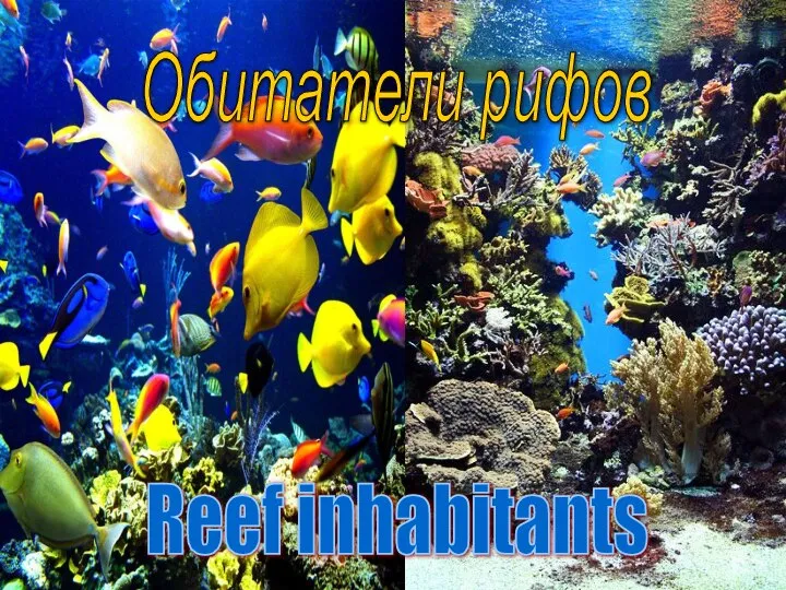 Обитатели рифов Reef inhabitants