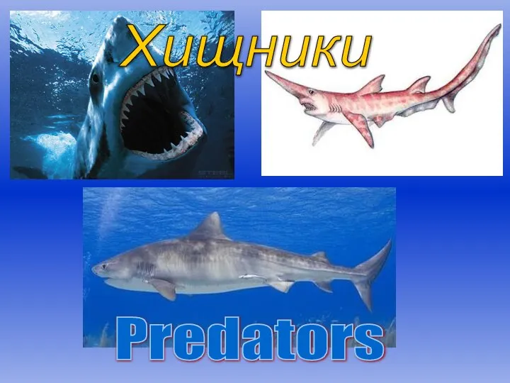 Predators Хищники