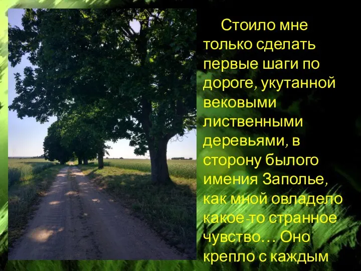 Стоило мне только сделать первые шаги по дороге, укутанной вековыми лиственными деревьями,