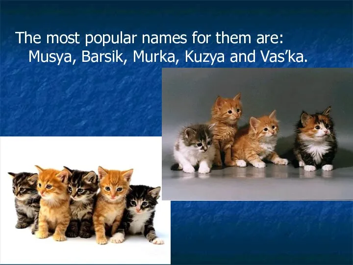 The most popular names for them are: Musya, Barsik, Murka, Kuzya and Vas’ka.