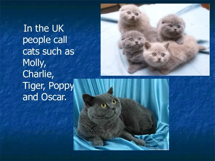 In the UK people call cats such as Molly, Charlie, Tiger, Poppy and Oscar.