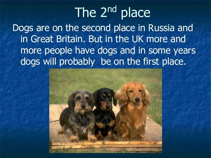 The 2nd place Dogs are on the second place in Russia and