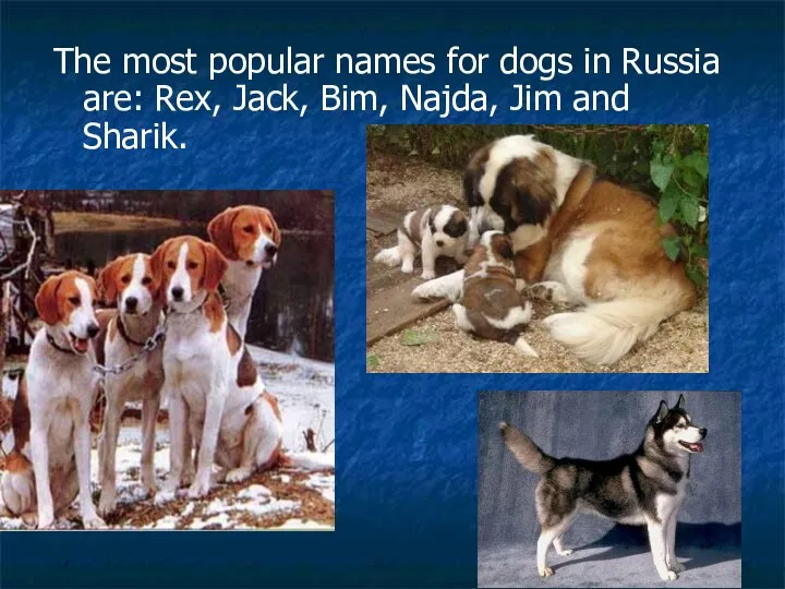 The most popular names for dogs in Russia are: Rex, Jack, Bim, Najda, Jim and Sharik.