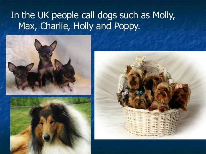 In the UK people call dogs such as Molly, Max, Charlie, Holly and Poppy.