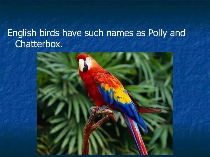 English birds have such names as Polly and Chatterbox.