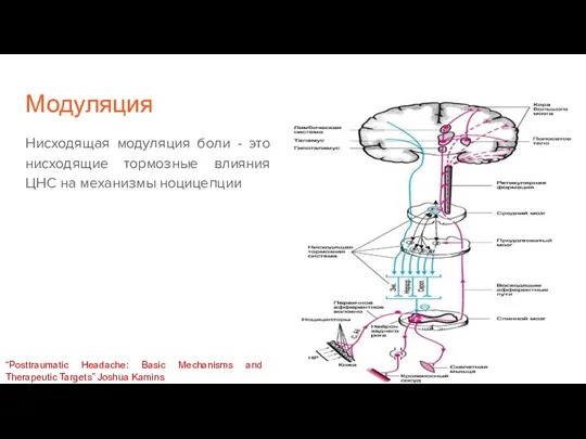 Модуляция Нисходящая модуляция боли - это нисходящие тормозные влияния ЦНС на механизмы