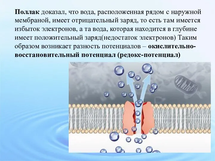 Поллак доказал, что вода, расположенная рядом с наружной мембраной, имеет отрицательный заряд,