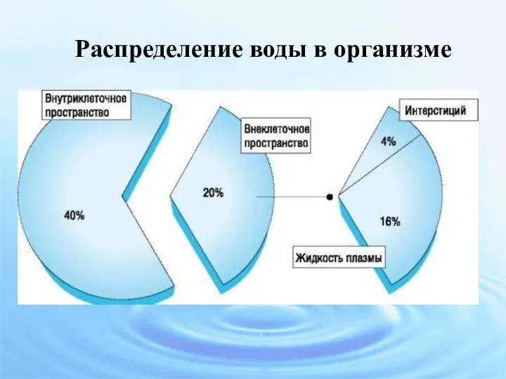 Распределение воды в организме