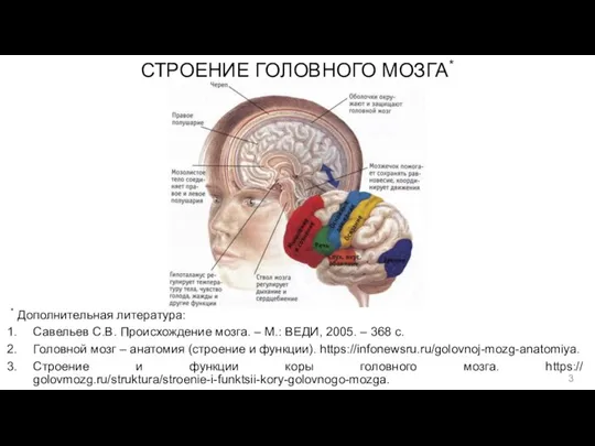 СТРОЕНИЕ ГОЛОВНОГО МОЗГА* * Дополнительная литература: Савельев С.В. Происхождение мозга. – М.: