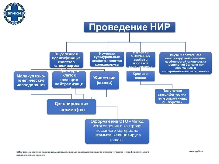 www.vgnki.ru 5 Изучение изолятов калицивируса кошек с целью совершенствования диагностических и профилактических лекарственных средств