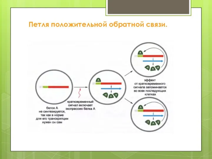 Петля положительной обратной связи.