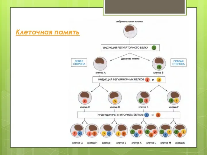 Клеточная память