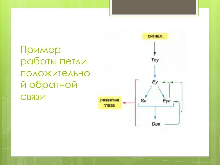 Пример работы петли положительной обратной связи