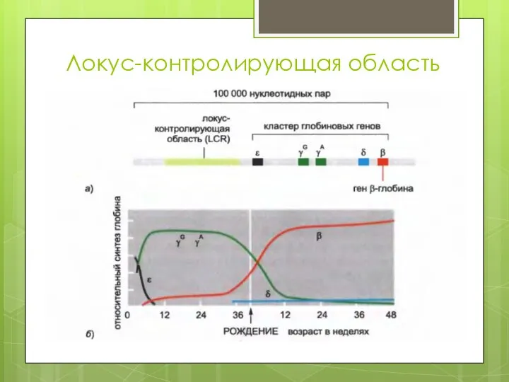 Локус-контролирующая область