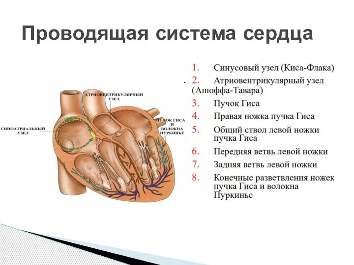 Проводящая система сердца