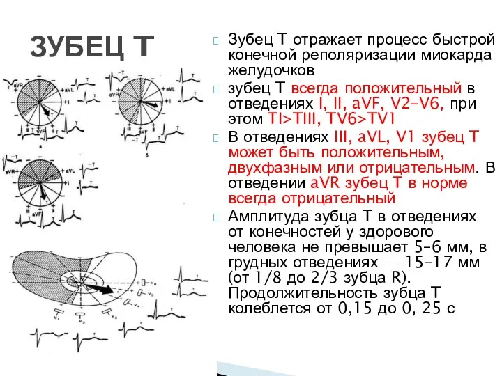 ЗУБЕЦ T Зубец T отражает процесс быстрой конечной реполяризации миокарда желудочков зубец