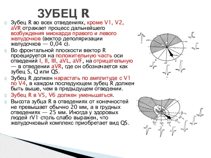 Зубец R во всех отведениях, кроме V1, V2, aVR отражает процесс дальнейшего