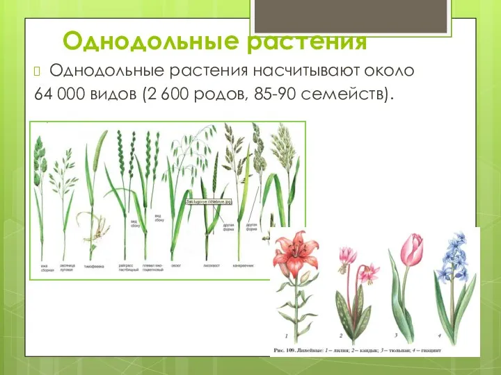 Однодольные растения Однодольные растения насчитывают около 64 000 видов (2 600 родов, 85-90 семейств).