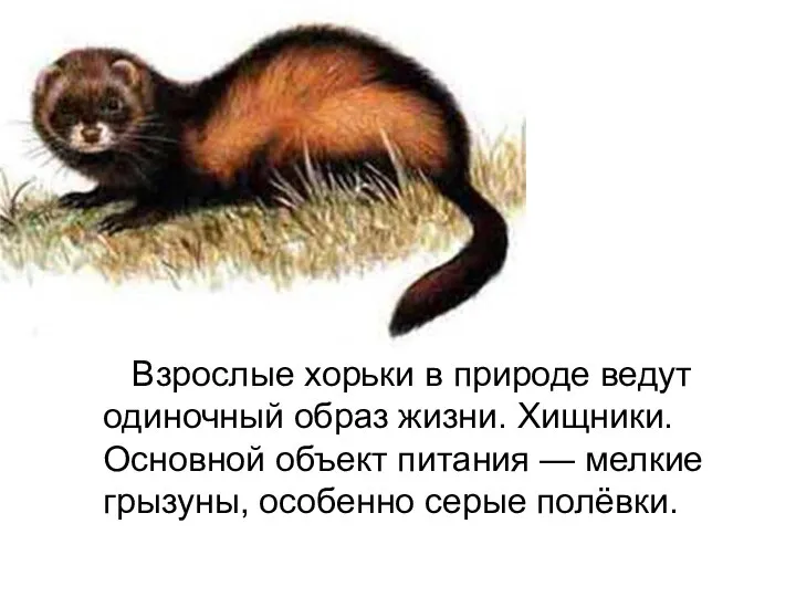 Взрослые хорьки в природе ведут одиночный образ жизни. Хищники. Основной объект питания