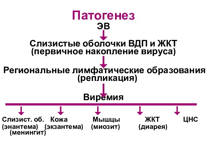 Патогенез ЭВ Слизистые оболочки ВДП и ЖКТ (первичное накопление вируса) Региональные лимфатические