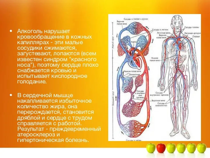 Алкоголь нарушает кровообращение в кожных капиллярах - эти малые сосудики сжимаются, загустевают,