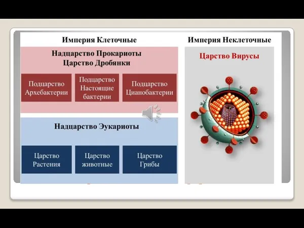 Классификация вирусов