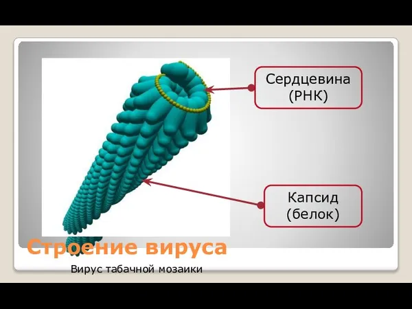 Строение вируса Вирус табачной мозаики Сердцевина (РНК) Капсид (белок)