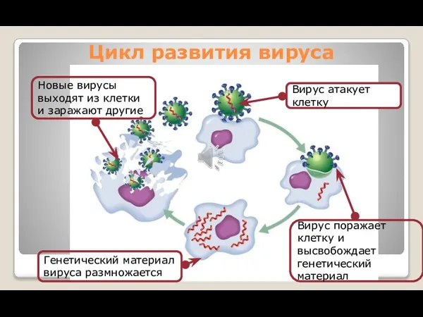 Цикл развития вируса