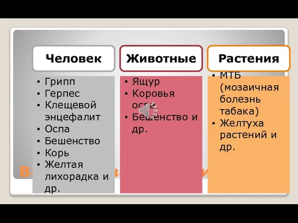 Вирусные заболевания Грипп Герпес Клещевой энцефалит Оспа Бешенство Корь Желтая лихорадка и