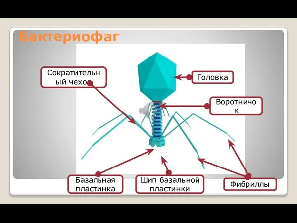 Бактериофаг Головка Воротничок Шип базальной пластинки Базальная пластинка Сократительный чехол Фибриллы