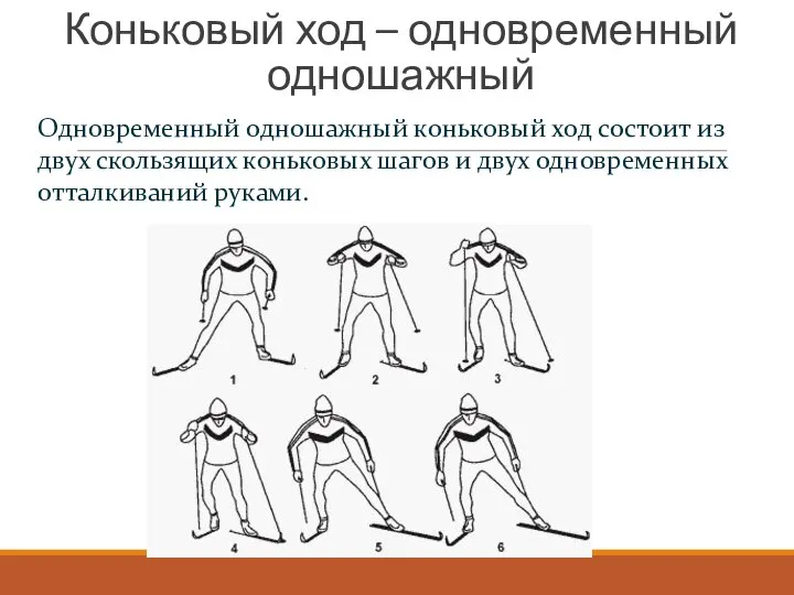 Коньковый ход – одновременный одношажный Одновременный одношажный коньковый ход состоит из двух