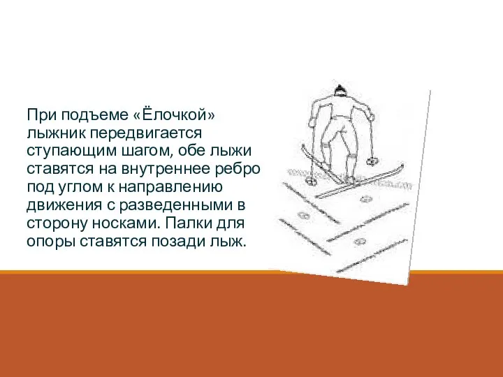 Подъем «Ёлочкой» При подъеме «Ёлочкой» лыжник передвигается ступающим шагом, обе лыжи ставятся