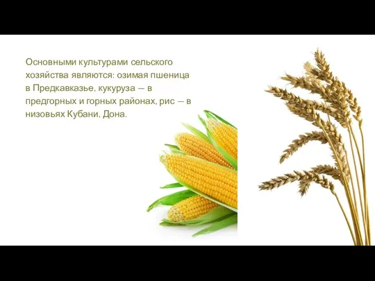 Основными культурами сельского хозяйства являются: озимая пшеница в Предкавказье, кукуруза — в