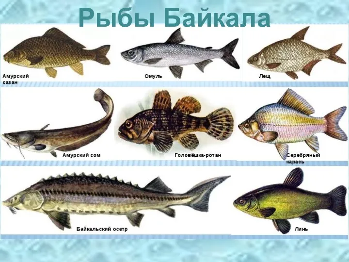 Рыбы Байкала