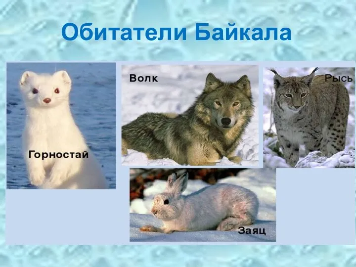 Обитатели Байкала