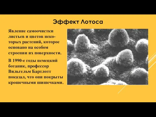 Эффект Лотоса Явление самоочистки листьев и цветов неко- торых растений, которое основано