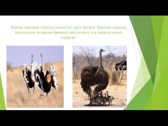 Размах крыльев страуса достигает двух метров. Крылья страусы используют во время брачных