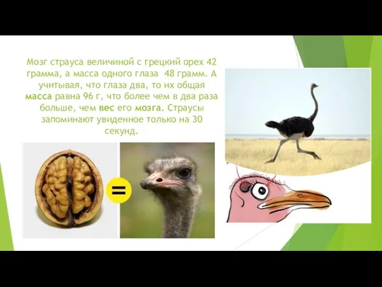 Мозг страуса величиной с грецкий орех 42 грамма, а масса одного глаза