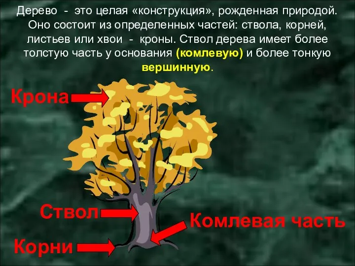 Дерево - это целая «конструкция», рожденная природой. Оно состоит из определенных частей: