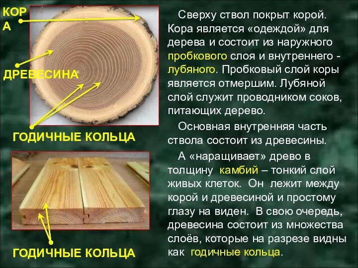 Сверху ствол покрыт корой. Кора является «одеждой» для дерева и состоит из